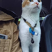 Toffy a rejoint le concours — aidez-le/la à gagner de superbes lots ! cat, orange_and_white, collar, tags, car_interior, seat, person, jacket, curious, alert, pet, animal, whiskers, ears, fur, indoors, transportation, window, seatbelt, closeup