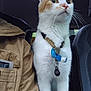 cat, orange_and_white, collar, tags, car_interior, seat, person, jacket, curious, alert, pet, animal, whiskers, ears, fur, indoors, transportation, window, seatbelt, closeup