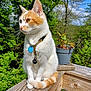 Toffy a rejoint le concours — aidez-le/la à gagner de superbes lots ! cat, orange_and_white, collar, tags, wooden_railing, potted_plant, greenery, outdoor, sunlight, nature, pet, feline, animal, curious, alert, sitting, daylight, background, trees, garden