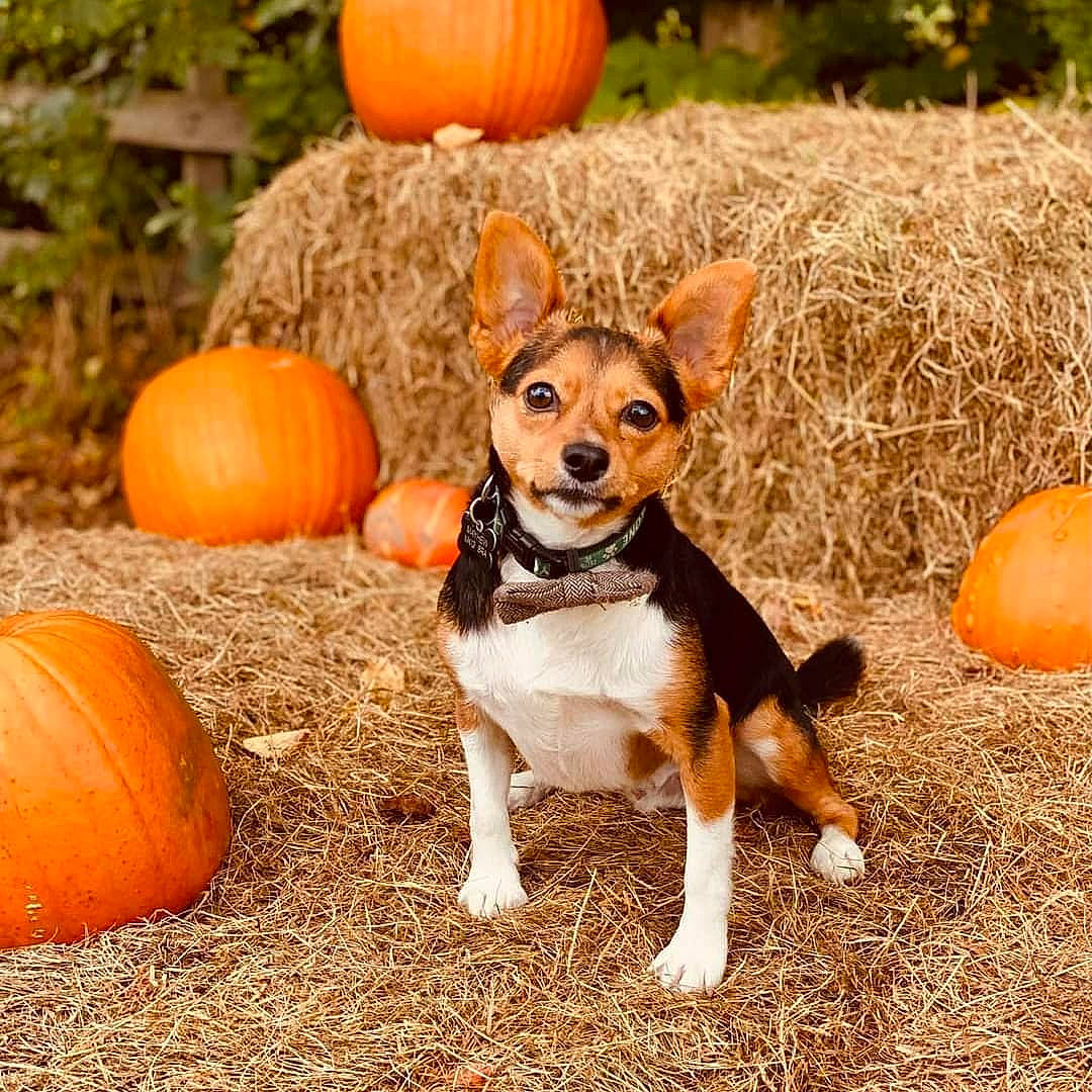 Dasher joined the competition — help win amazing prizes! calabaza, carnivore, companion_dog, cucurbita, dog, dog_breed, dog_clothes, fawn, gourd, grass, mammal, natural_foods, plant, pumpkin, snout, squash, tail, vegetable, vertebrate, winter_squash