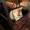 Sophie is registered to the contest to win money with this photo: cat, orange_and_white, drawer, furniture, curious, indoor, cardboard_box, pet, whiskers, ears, close_up, home, light_and_shadow, wood_texture, handle, domestic_animal, container, side_view, animal, cute