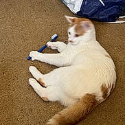 Sophie is registered to the contest to win money with this photo: cat, carpet, toothbrush, orange_and_white_cat, playing, animal, pet, floor, shopping_bag, indoor, fur, tail, paw, cute, domestic_cat, relaxed, lying_down, whiskers, claws, toy