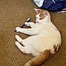 cat, carpet, toothbrush, orange_and_white_cat, playing, animal, pet, floor, shopping_bag, indoor, fur, tail, paw, cute, domestic_cat, relaxed, lying_down, whiskers, claws, toy
