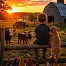 Sophie joined the competition — help win amazing prizes! animal, back_view, barn, boy, chickens, cows, dog, farm, fence, friendship, grass, livestock, nature, outdoor, puppy, rural, silhouette, sunset, tractor, warm_light