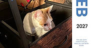 Sophie is registered to the contest to win money with this photo: 2027, box, calendar, cardboard_box, cat, closeup, curious, cute, domestic_cat, drawer, february, feline, handle, indoor, orange_and_white_cat, pet, shadow, sunlight, text_overlay, wood