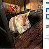 2027, box, calendar, cardboard_box, cat, closeup, curious, cute, domestic_cat, drawer, february, feline, handle, indoor, orange_and_white_cat, pet, shadow, sunlight, text_overlay, wood
