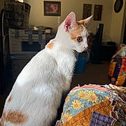 Sophie is registered to the contest to win money with this photo: cat, white_cat, orange_spots, patchwork_quilt, indoor, curious, sitting, side_view, domestic_animal, home, furniture, window_light, decor, cozy, pet, animal, feline, soft_light, background, household_items