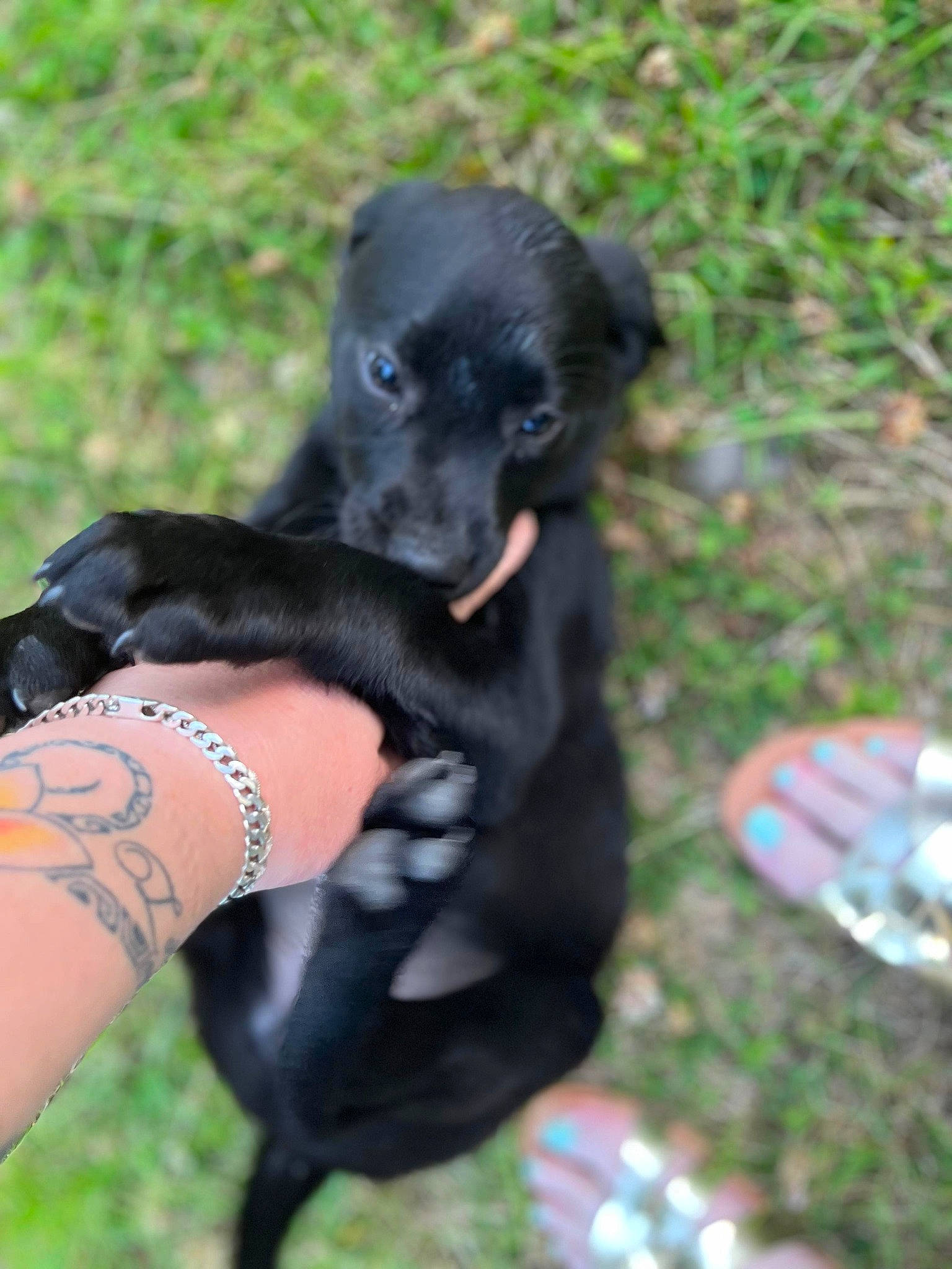 Topaze a rejoint le concours — aidez-le/la à gagner de superbes lots ! canidae, carnivore, claw, companion_dog, dog, dog_breed, fur, grass, guard_dog, jewellery, nail, paw, plant, snout, sporting_group, tail, terrestrial_animal, toy_dog, working_animal, wrist