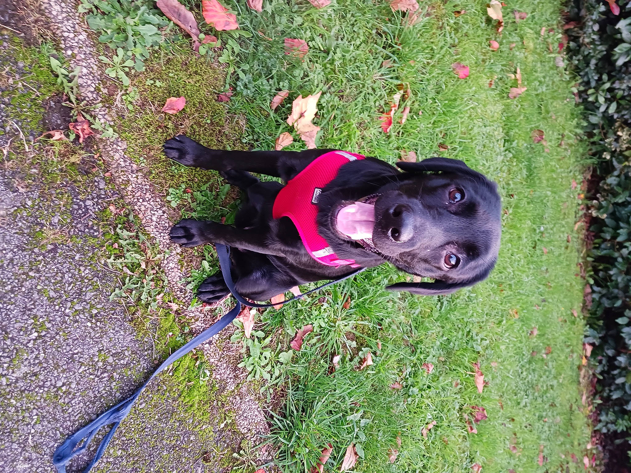 Topaze a rejoint le concours — aidez-le/la à gagner de superbes lots ! adventure, carmine, carnivore, collar, companion_dog, dog, dog_breed, dog_collar, grass, groundcover, leash, leisure, magenta, people_in_nature, plant, shadow, shrub, tail, tree, working_animal