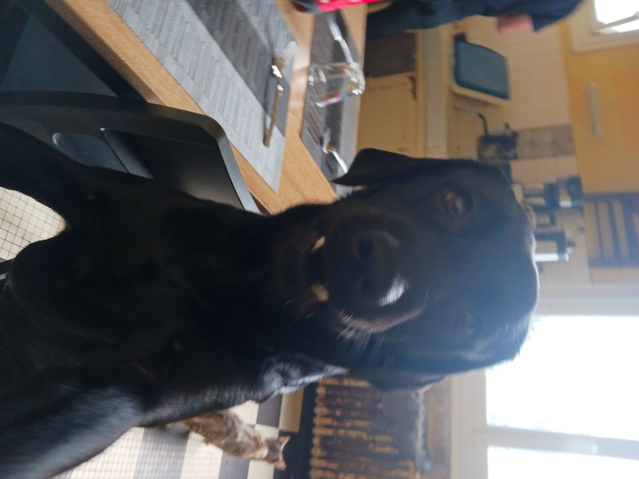 Topaze participe au concours pour gagner de l'argent avec cette photo : audio_equipment, auto_part, automotive_tire, automotive_wheel_system, bumper, canidae, dog, dog_breed, fur, guard_dog, machine, room, sculpture, snout, sporting_group, statue, tail, vehicle_door, wood, working_animal