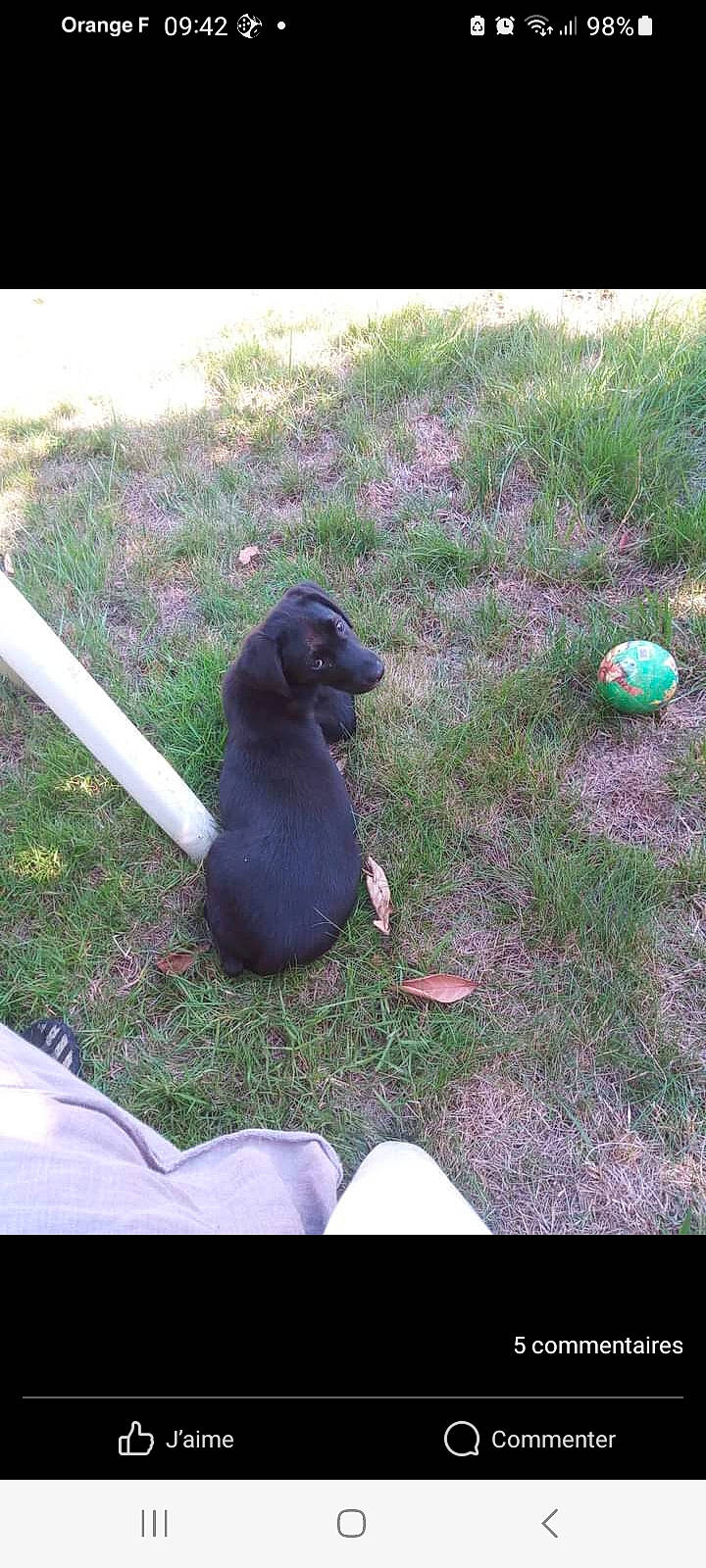 Topaze a rejoint le concours — aidez-le/la à gagner de superbes lots ! ball, companion_dog, dog_breed, electric_blue, grass, leisure, plant, purple, sitting, sporting_group, sports_equipment, terrestrial_animal, toy