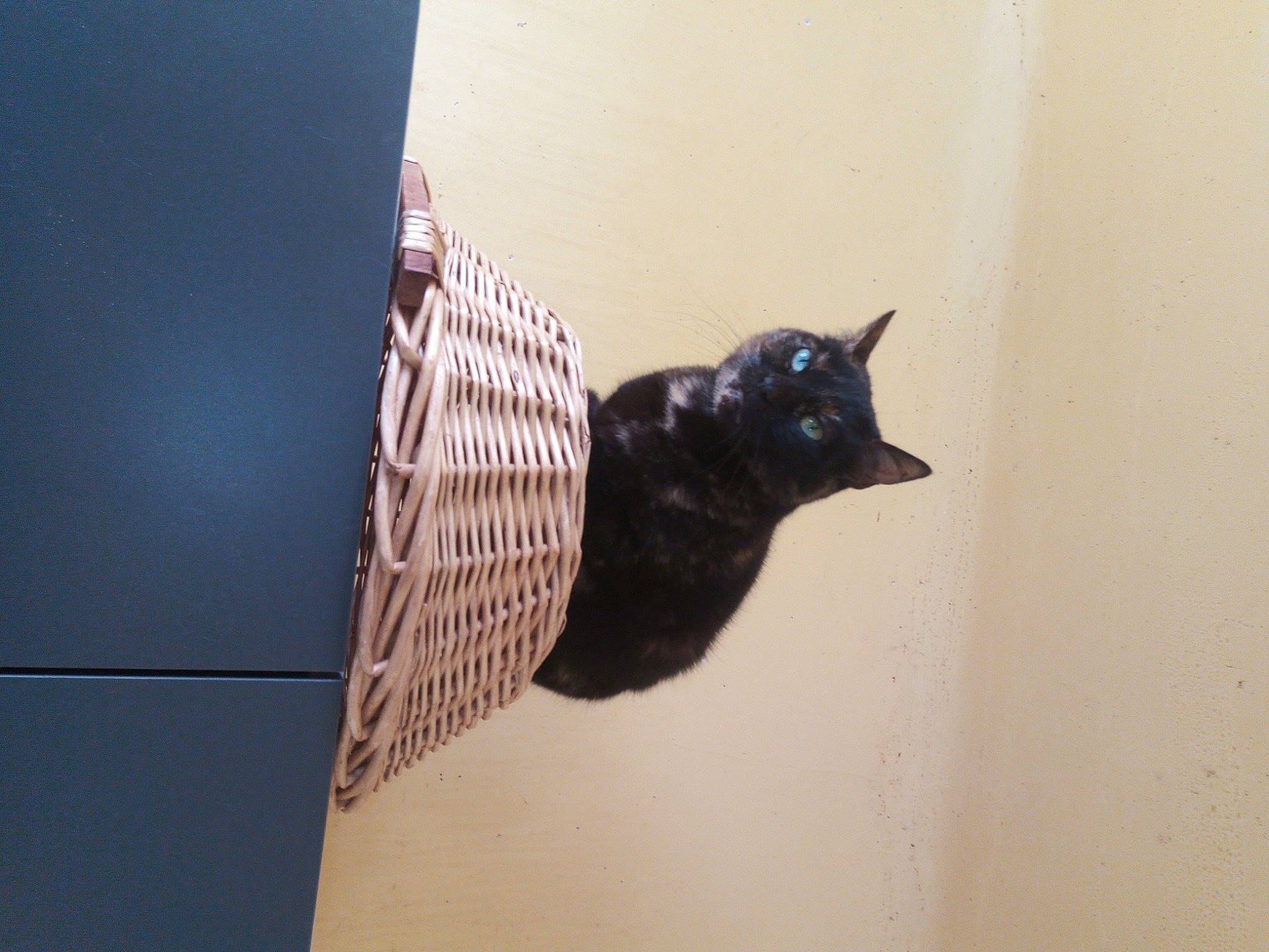 Julie participe au concours pour gagner de l'argent avec cette photo : black_cat, carnivore, cat, domestic_short_haired_cat, eye, felidae, flooring, fur, human_body, metal, pet_supply, rectangle, small_to_medium_sized_cats, snout, tail, tints_and_shades, tree, whiskers, window, wood