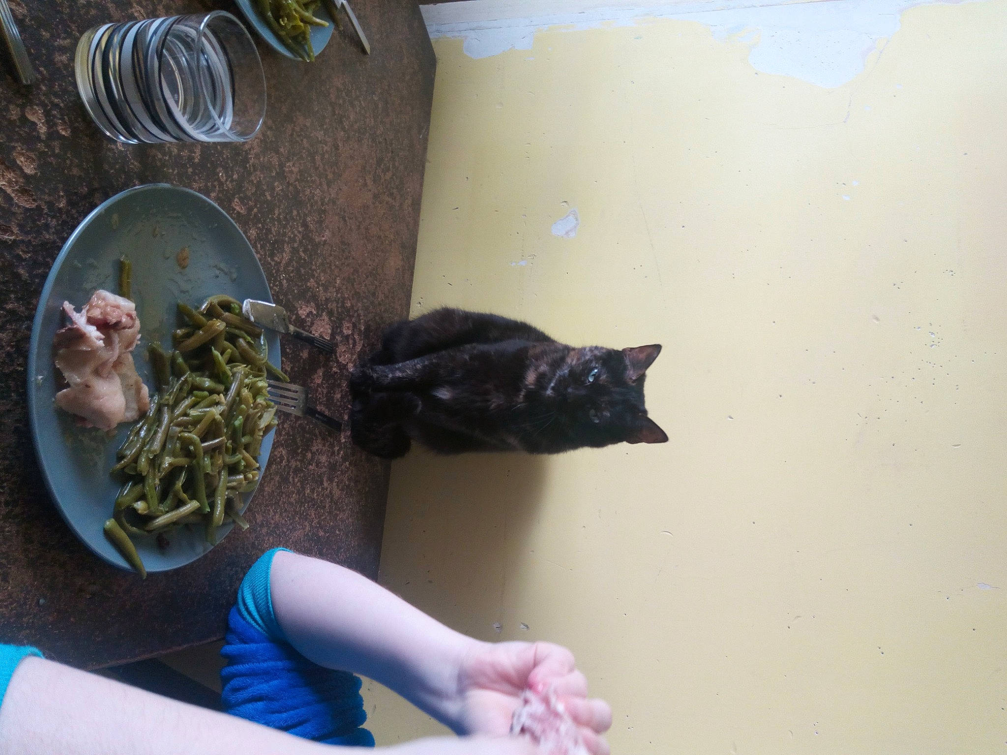 Julie a rejoint le concours — aidez-le/la à gagner de superbes lots ! cat, domestic_short_haired_cat, fashion_accessory, felidae, foot, fur, human_leg, knee, recipe, room, tail, thigh, whiskers, wind_instrument, wrist