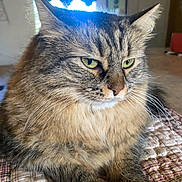 Tammy is registered to the contest to win money with this photo: cat, tabby, fluffy, indoor, pet, animal, fur, green_eyes, whiskers, closeup, resting, cozy, quilt, pattern, table, domestic, cute, feline, portrait, relaxed