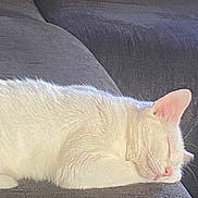 Tilly is registered to the contest to win money with this photo: cat, sleeping, white_cat, feline, pet, indoor, couch, gray_couch, cozy, relaxed, fur, whiskers, ear, nap, close_up, domestic_animal, resting, quiet, animal, cute