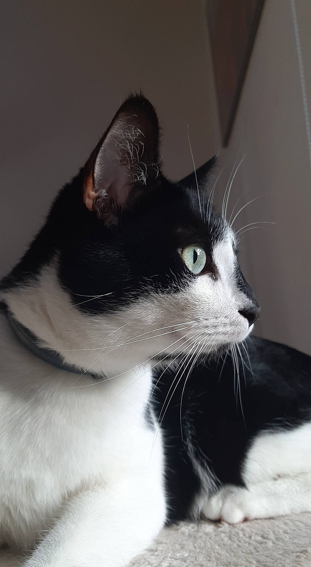 Piky participe au concours pour gagner de l'argent avec cette photo : carnivore, cat, domestic_short_haired_cat, felidae, fur, monochrome, monochrome_photography, small_to_medium_sized_cats, snout, tail, whiskers, window