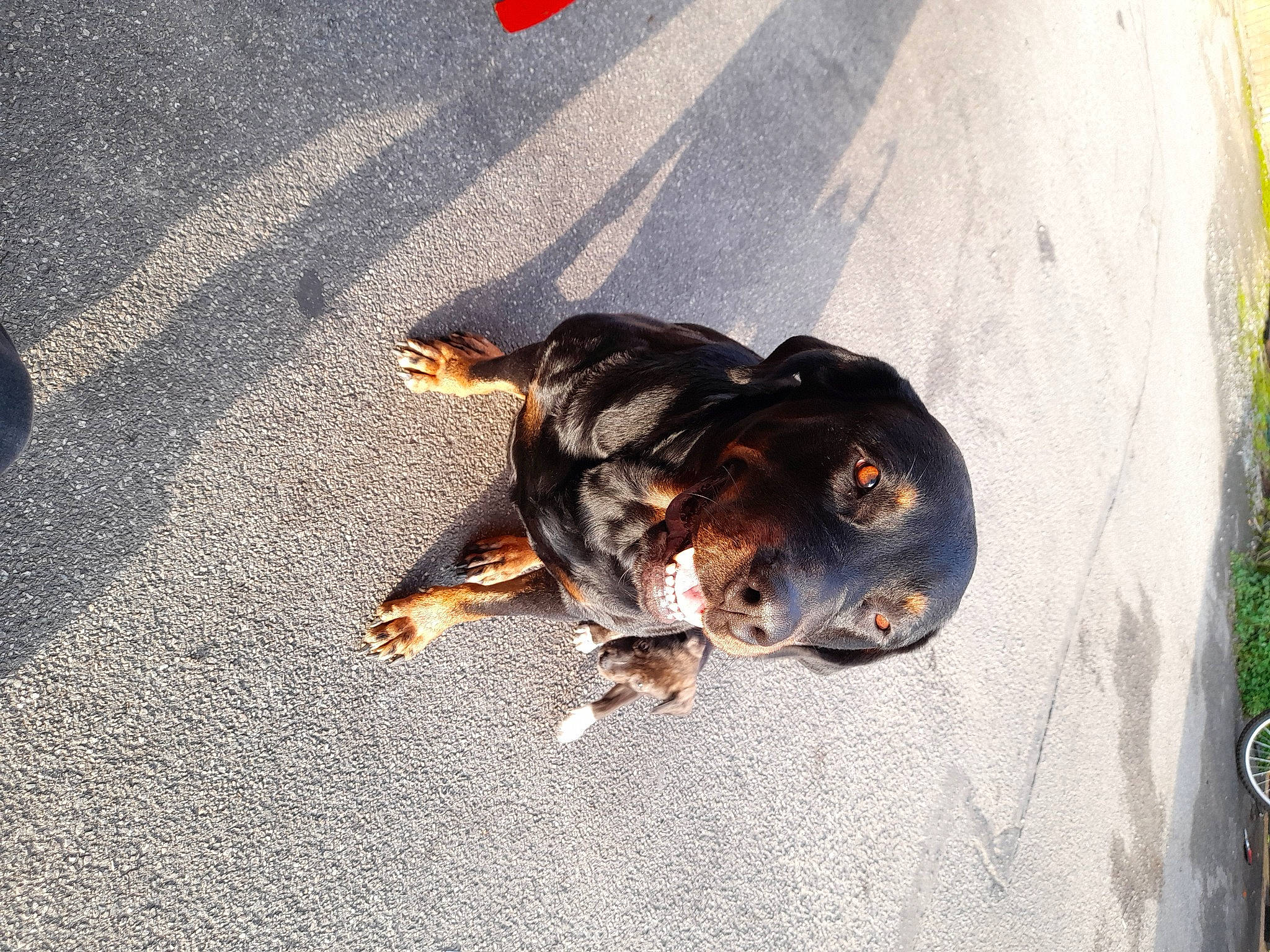 Era participe au concours pour gagner de l'argent avec cette photo : asphalt, carnivore, claw, companion_dog, concrete, dog, dog_breed, grass, mammal, paw, plant, road, road_surface, shadow, sidewalk, sporting_group, tail, tar, terrestrial_animal, vertebrate