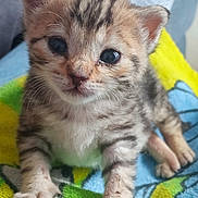 Hermès participe au concours pour gagner de l'argent avec cette photo : kitten, cat, baby_animal, cute, furry, pet, striped, animal, closeup, paw, whiskers, young, domestic_cat, mammal, feline, indoor, soft, adorable, curious, colorful_blanket