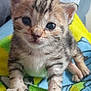 kitten, cat, baby_animal, cute, furry, pet, striped, animal, closeup, paw, whiskers, young, domestic_cat, mammal, feline, indoor, soft, adorable, curious, colorful_blanket
