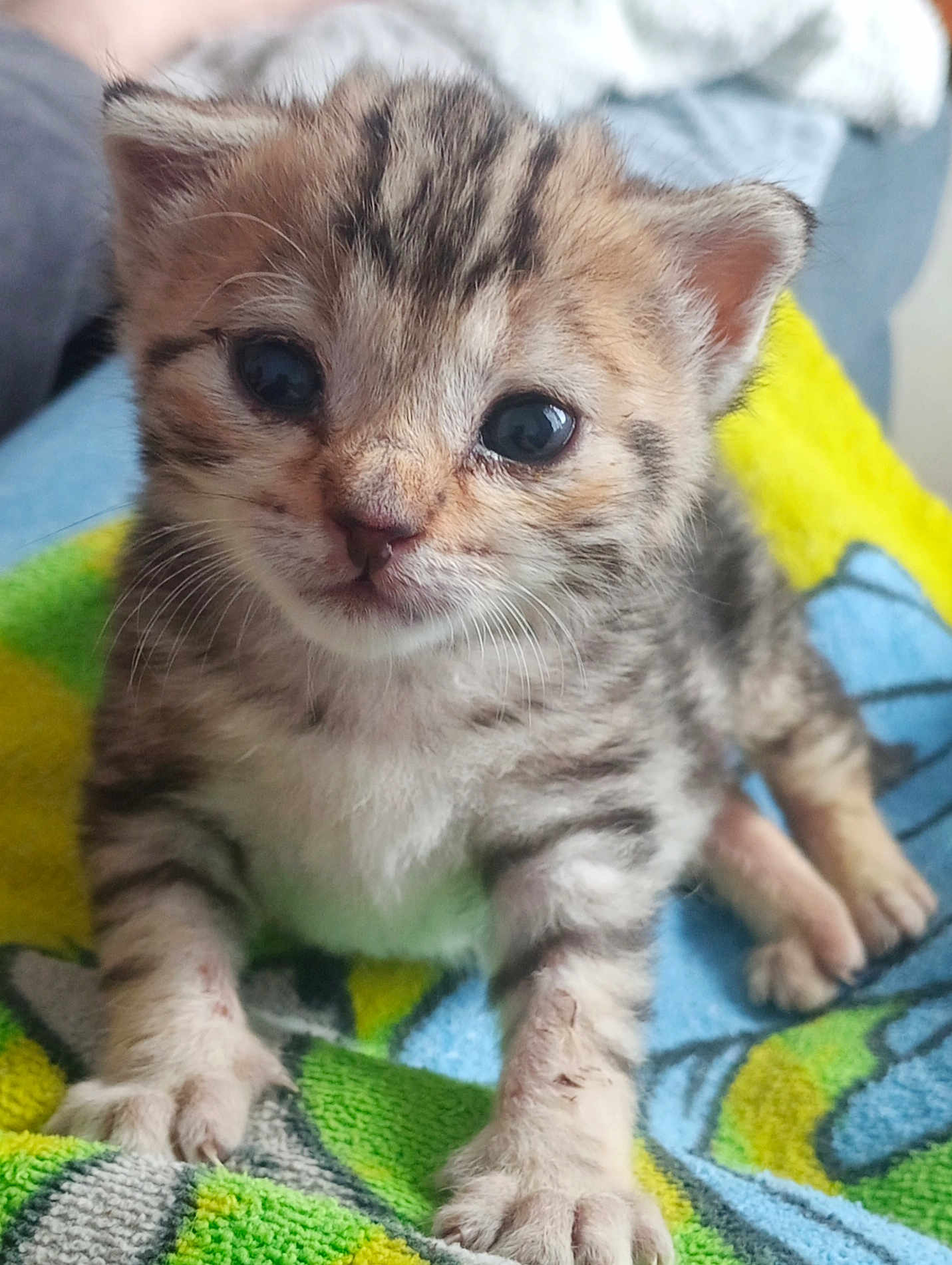 Hermès participe au concours pour gagner de l'argent avec cette photo : kitten, cat, baby_animal, cute, furry, pet, striped, animal, closeup, paw, whiskers, young, domestic_cat, mammal, feline, indoor, soft, adorable, curious, colorful_blanket