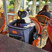 Gamin a rejoint le concours — aidez-le/la à gagner de superbes lots ! backpack, black_and_white, cafe, chair, daylight, dog, dog_harness, outdoor, pavement, people, pet_carrier, relaxing, seating, shoulder_strap, small_dog, summer, table, trees, umbrella, window