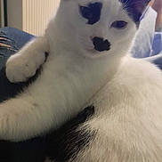 Neneuille participe au concours pour gagner de l'argent avec cette photo : animal, black_and_white, blurred_background, cat, closeup, cozy, cute, domestic, ears, feline, fur, home, indoor, lap, pet, relaxed, resting, sitting, unique_markings, whiskers