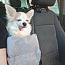 Fiona participe au concours pour gagner de l'argent avec cette photo : dog, car_interior, seat, bag, pet, tongue_out, fluffy, white, tan, window, headrest, seatbelt, cute, sleepy, animal, companion, vehicle, side_window, resting, inside
