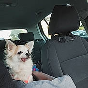 Fiona a rejoint le concours — aidez-le/la à gagner de superbes lots ! dog, small_dog, chihuahua, car_interior, car_seat, blanket, window, pet, tongue_out, fur, cute, animal, companion, travel, resting, daylight, seatbelt, headrest, curious, indoor