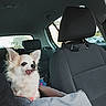animal, blanket, car_interior, car_seat, chihuahua, companion, curious, cute, daylight, dog, fur, headrest, indoor, pet, resting, seatbelt, small_dog, tongue_out, travel, window
