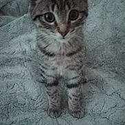 Tigrou a rejoint le concours — aidez-le/la à gagner de superbes lots ! kitten, cat, tabby, pet, animal, fur, whiskers, ears, eyes, cute, small, indoor, blanket, texture, sitting, young, feline, striped, adorable, curious