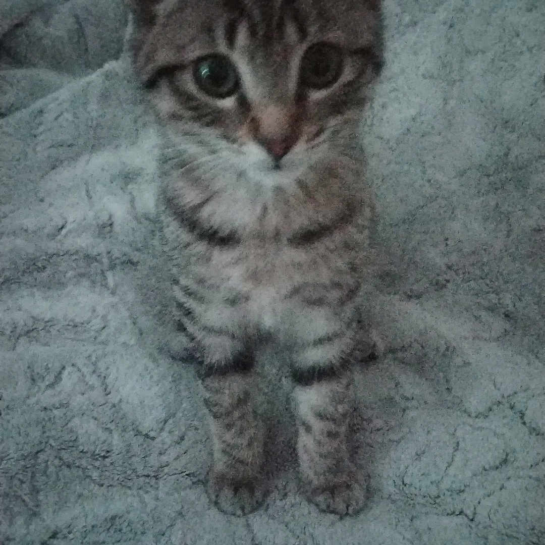 Tigrou a rejoint le concours — aidez-le/la à gagner de superbes lots ! adorable, animal, blanket, cat, curious, cute, ears, eyes, feline, fur, indoor, kitten, pet, sitting, small, striped, tabby, texture, whiskers, young