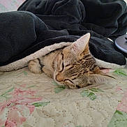 Loulou a rejoint le concours — aidez-le/la à gagner de superbes lots ! kitten, cat, sleeping, blanket, quilt, floral_pattern, cozy, indoor, pet, fur, resting, cute, animal, bedroom, soft, domestic, comfort, nap, feline, warm