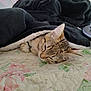 kitten, cat, sleeping, blanket, quilt, floral_pattern, cozy, indoor, pet, fur, resting, cute, animal, bedroom, soft, domestic, comfort, nap, feline, warm