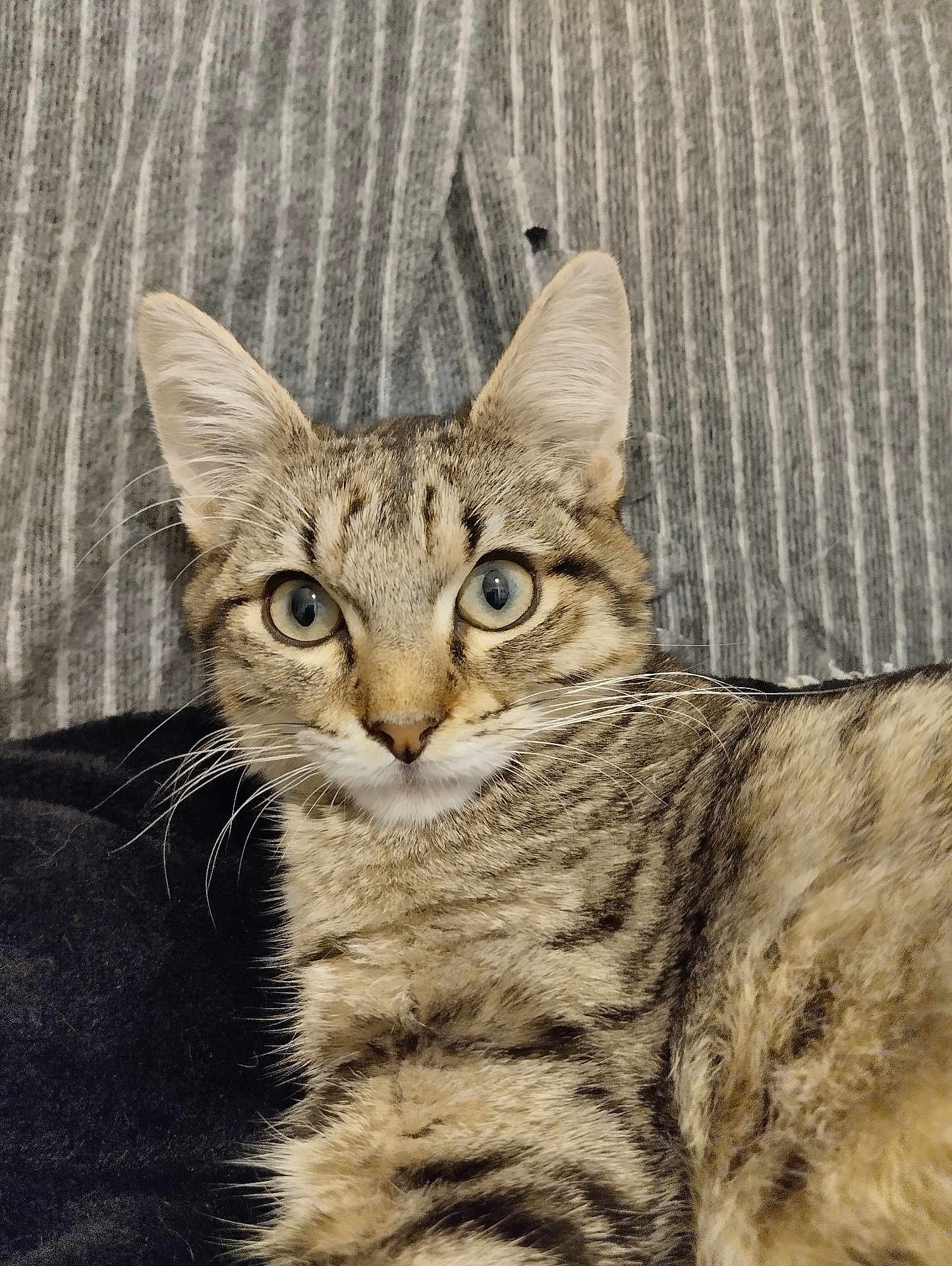 Loulou participe au concours pour gagner de l'argent avec cette photo : cat, tabby, blue_eyes, fur, whiskers, close_up, pet, animal, alert, portrait, striped, feline, domestic_cat, relaxed, indoor, texture, gray_background, black_background, cute, mammal
