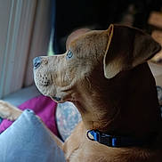 Biggs is registered to the contest to win money with this photo: dog, brown_dog, blue_eye, pet, animal, portrait, side_profile, window, indoors, blankets, bed, collar, blue_collar, relaxed, alert, short_hair, floppy_ear, snout, home, natural_light