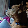 dog, brown_dog, blue_eye, pet, animal, portrait, side_profile, window, indoors, blankets, bed, collar, blue_collar, relaxed, alert, short_hair, floppy_ear, snout, home, natural_light