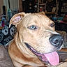Biggs joined the competition — help win amazing prizes! dog, canine, pet, brown_fur, short_hair, blue_eyes, large_nose, pink_tongue, open_mouth, happy, portrait, close_up, indoor, home, couch, blanket, furniture, room, sitting, playful