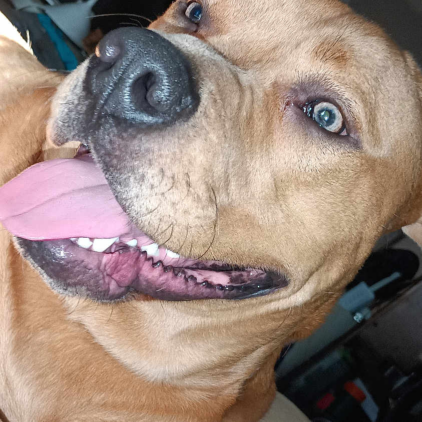 Biggs is registered to the contest to win money with this photo: dog, canine, brown_fur, large_dog, tongue_out, open_mouth, smiling, happy, friendly, close_up, portrait, indoor, bedroom, couch, lying_down, pet, animal, nose, eyes, flash_photography