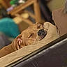 dog, puppy, sleeping, sleepy, brown_dog, curled_up, nap, indoors, chair, couch, furniture, cozy, relaxed, closed_eyes, snout, nose, paws, short_hair, pet, portrait
