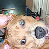 Biggs joined the competition — help win amazing prizes! dog, pet, canine, brown_dog, large_ears, nose, smiling, open_mouth, upside_down, closeup, portrait, person, bedroom, bed, indoor, cluttered_room, clothing, blanket, black_bars, funny