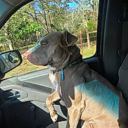Cash joined the competition — help win amazing prizes! blue_sky, canine, car_interior, closeup, collar, daytime, dog, domestic_animal, leisure, mammal, nature, pet, relaxed, seat, shadow, side_view, sunlight, trees, vehicle, window