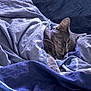 cat, sleeping, blanket, blue, cozy, fur, pet, indoor, resting, comfort, peaceful, animal, cute, domestic, feline, closeup, relaxation, soft, warm, bed