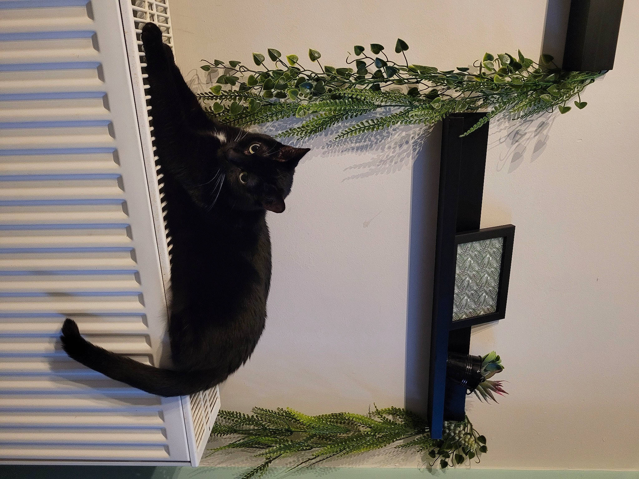 Kiki a rejoint le concours — aidez-le/la à gagner de superbes lots ! art, carnivore, cat, feather, felidae, herb, houseplant, pet_supply, plant, rectangle, room, shade, shadow, small_to_medium_sized_cats, tail, tints_and_shades, twig, whiskers, window, window_covering