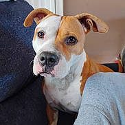 Princess joined the competition — help win amazing prizes! dog, pet, brown_and_white, couch, indoor, close_up, canine, ears, fur, animal, portrait, domestic_animal, companion, cute, looking_at_camera, sitting, person_leg, fabric, home, relaxed