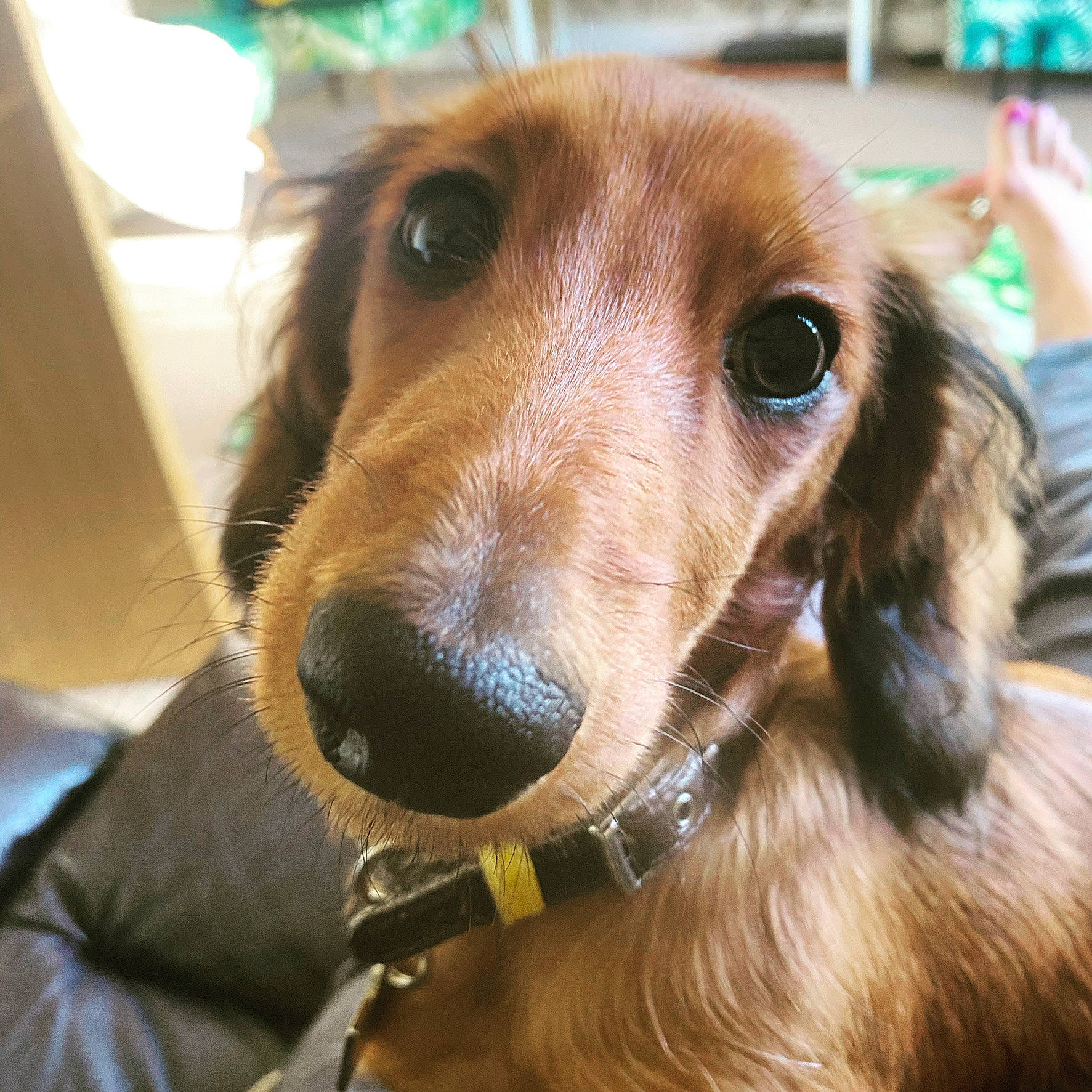 Toby joined the competition — help win amazing prizes! canidae, carnivore, collar, companion_dog, dog, dog_breed, dog_collar, ear, fawn, fur, gun_dog, hunting_dog, liver, pet_supply, plant, puppy, snout, sporting_group, whiskers, working_animal