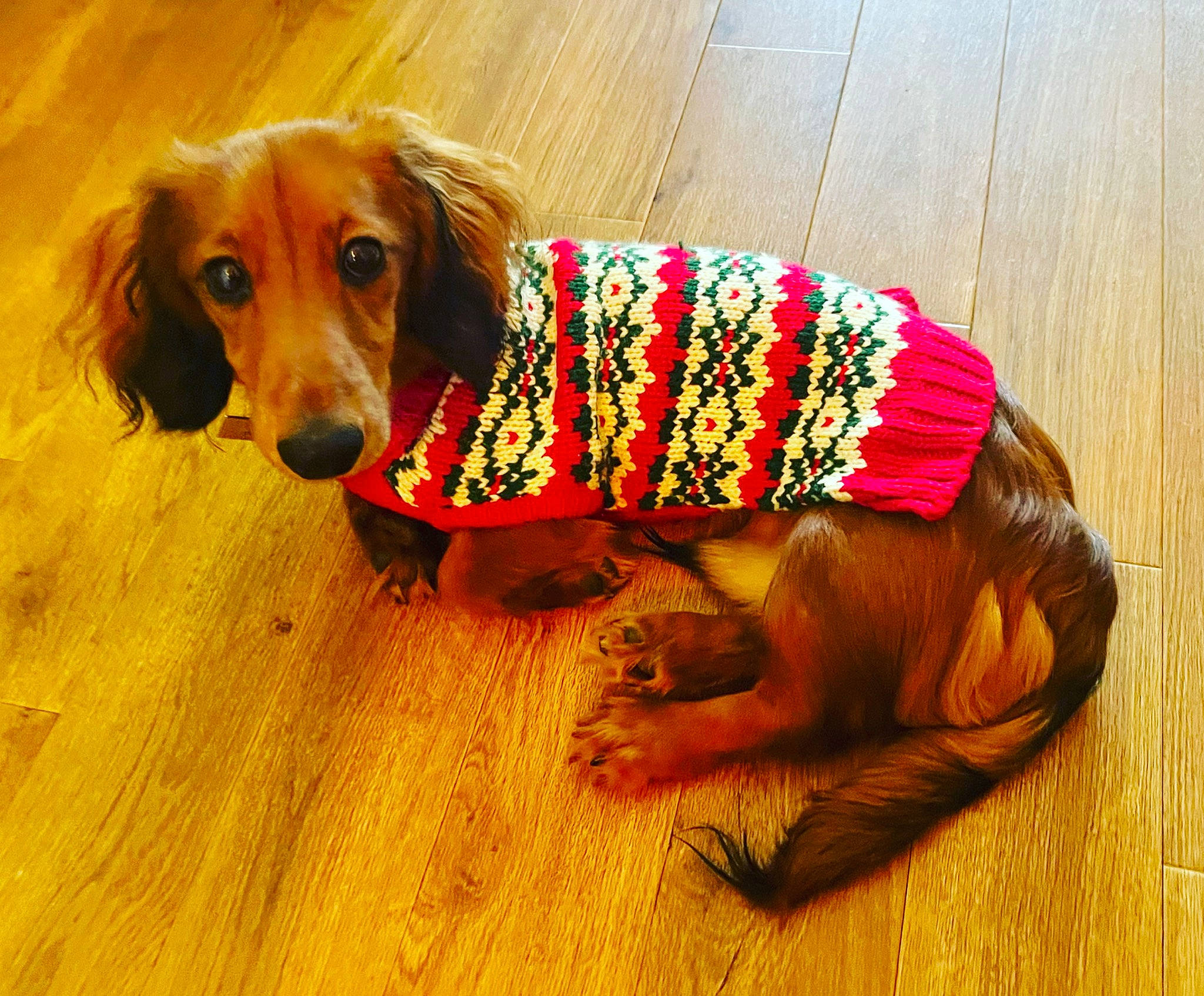 Toby is registered to the contest to win money with this photo: canidae, carnivore, companion_dog, dog, dog_breed, dog_clothes, dog_supply, fawn, flooring, fur, hardwood, laminate_flooring, liver, pet_supply, snout, sporting_group, wood, wood_flooring, wood_stain, working_animal