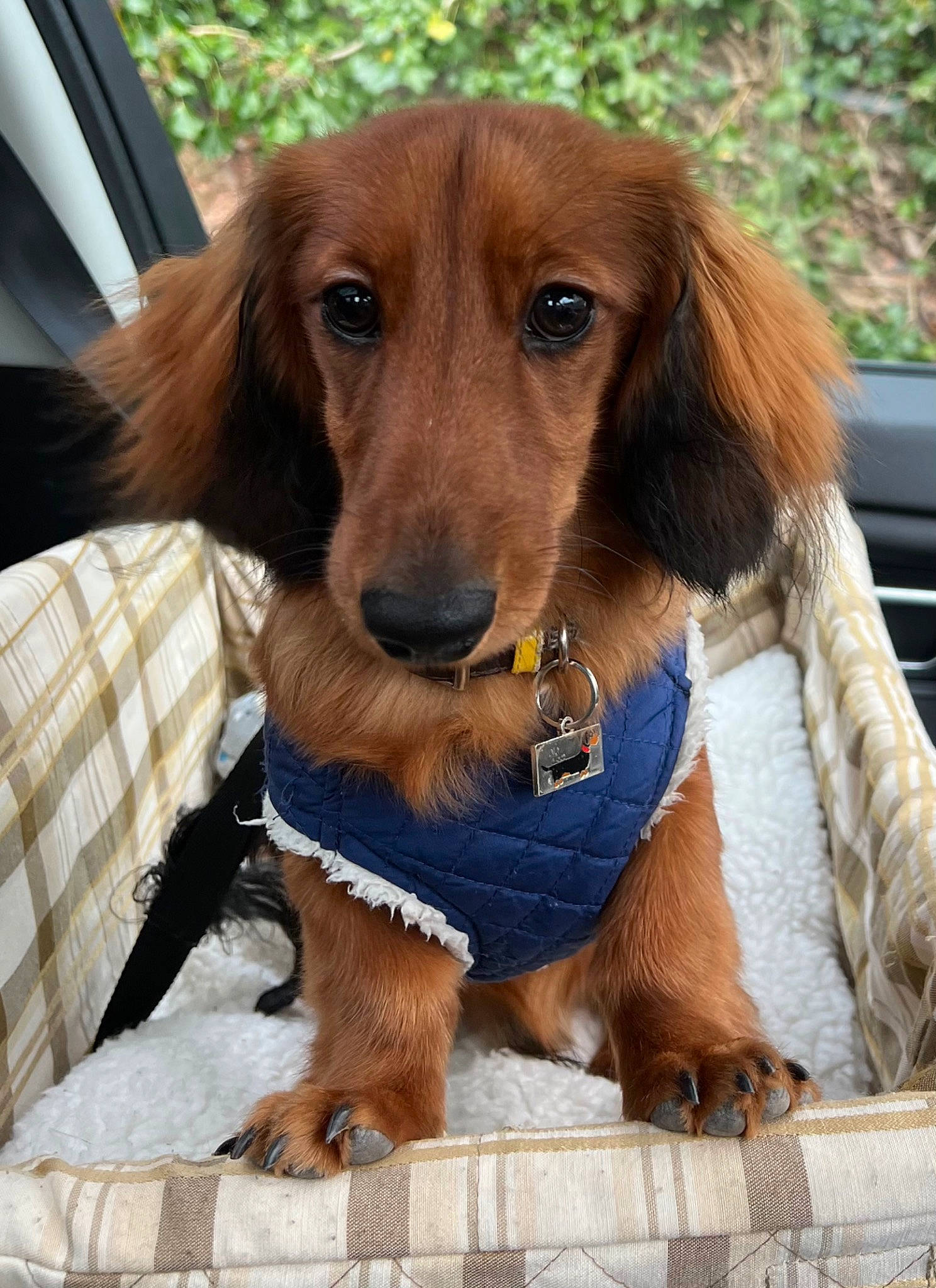 Toby is registered to the contest to win money with this photo: automotive_exterior, canidae, car, car_seat, carnivore, collar, companion_dog, dog, dog_breed, dog_collar, dog_supply, fawn, hunting_dog, liver, pet_supply, snout, sporting_group, vehicle, windshield, working_animal