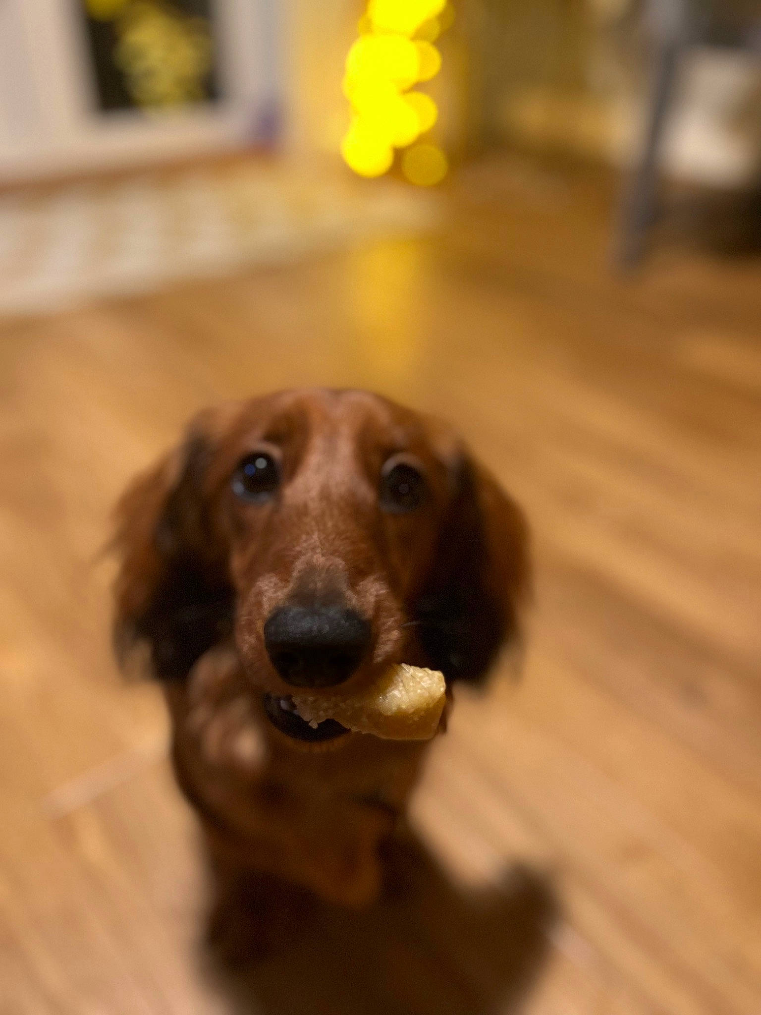 Toby joined the competition — help win amazing prizes! canidae, carnivore, companion_dog, dog, dog_breed, fawn, floor, flooring, fur, hardwood, laminate_flooring, liver, retriever, spaniel, varnish, whiskers, wood, wood_flooring, wood_stain, working_animal