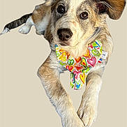 Vanille a rejoint le concours — aidez-le/la à gagner de superbes lots ! accessories, animal, candy, canine, collie, cream, dessert, dog, food, formalwear, goldenretriever, hound, husky, icecream, pet, puppy, strap, sweets, tie, whitedog