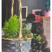 Princesse participe au concours pour gagner de l'argent avec cette photo : black_cat, cat, plant, basket, indoor, greenery, furniture, gaming_console, books, pink_pot, ivy, computer_monitor, printer, leaf, houseplant, curious_cat, fur, shadow, cozy, room